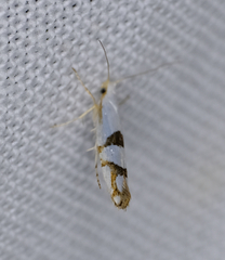 Argyresthia oreasella