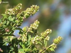 Lepechinia caulescens