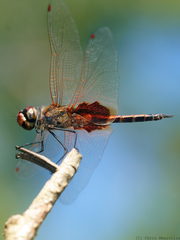 Tramea loewii