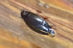 Gyrinus