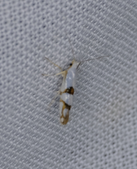 Argyresthia oreasella