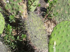 Opuntia