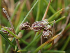 Isolepis setacea