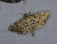 Lygropia rivulalis