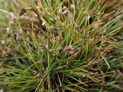 Isolepis setacea