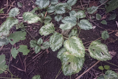 Lamium galeobdolon argentatum