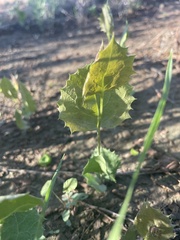 Acourtia nana