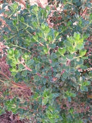 Baccharis conferta