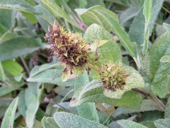 Lepechinia caulescens