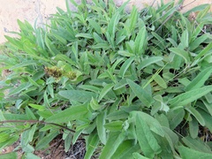 Lepechinia caulescens