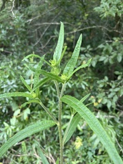 Helianthus simulans