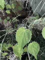 Abutilon incanum