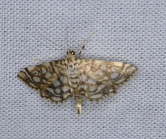 Lygropia rivulalis