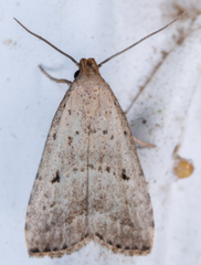 Hypenodes fractilinea