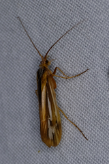 Limnephilus