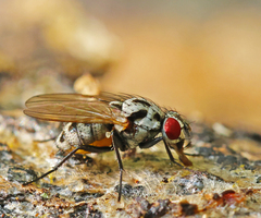Anthomyia procellaris