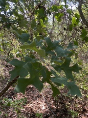 Quercus buckleyi