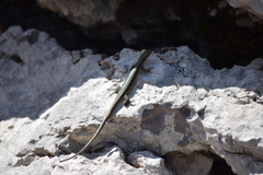 Iberolacerta horvathi