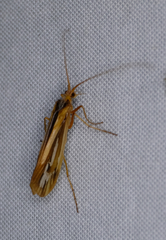 Limnephilus