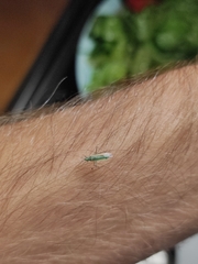 Trigonotylus caelestialium