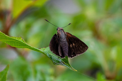 Asbolis capucinus