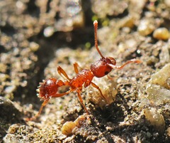 Myrmica rubra