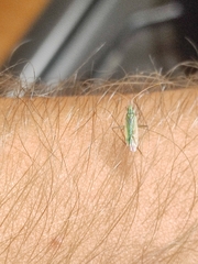 Trigonotylus caelestialium