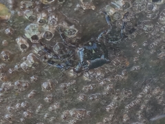 Pachygrapsus marmoratus