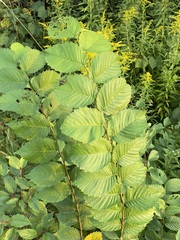 Ulmus glabra