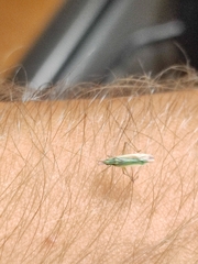 Trigonotylus caelestialium