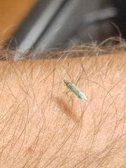 Trigonotylus caelestialium