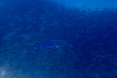 Caranx melampygus