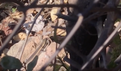 Lygodactylus capensis