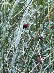Schoenus nigricans