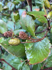 Alnus alnobetula