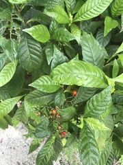 Psychotria nervosa