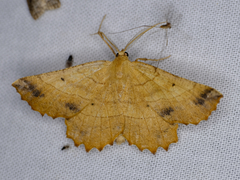 Euchlaena johnsonaria