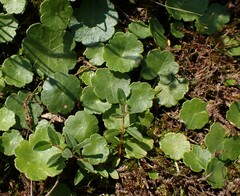 Hydrocotyle vulgaris