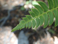 Polystichum