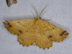 Euchlaena johnsonaria