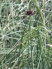 Schoenus nigricans
