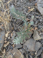 Euphorbia rigida