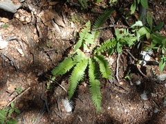 Polystichum