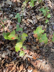 Toxicodendron pubescens