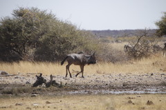 Connochaetes taurinus taurinus