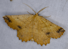 Euchlaena johnsonaria