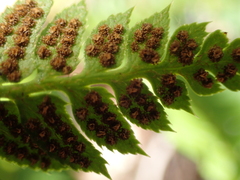 Polystichum