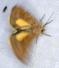 Cryptocala acadiensis