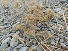 Hordeum geniculatum