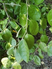 Elaeagnus